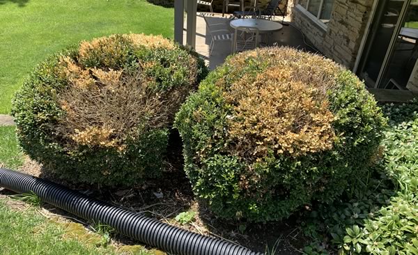 Boxwood Blight Treatment - Healthy Trees, LLC