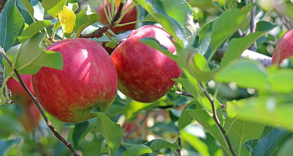 Edible Apple Tree Treatments - Healthy Trees, LLC