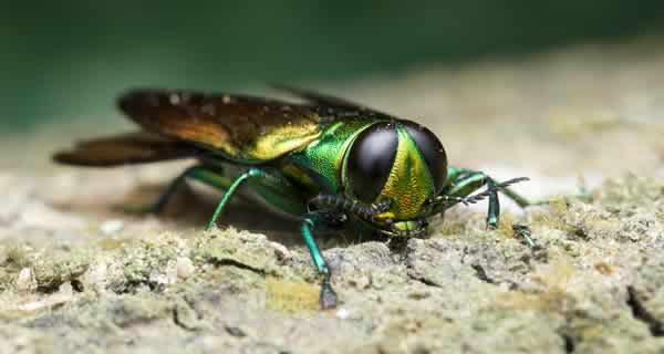 Emerald Ash Borer Insect - Tree Care Services