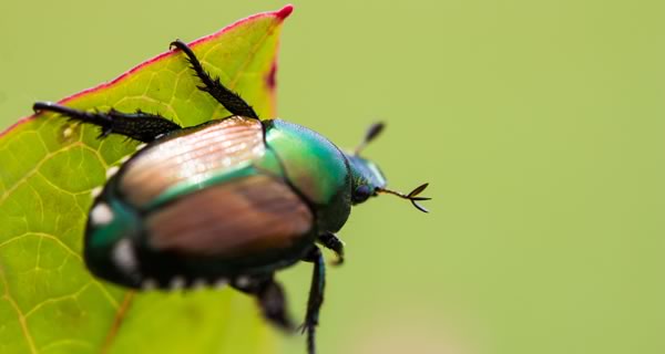 Japanese Beetle Insect - Tree Care Services