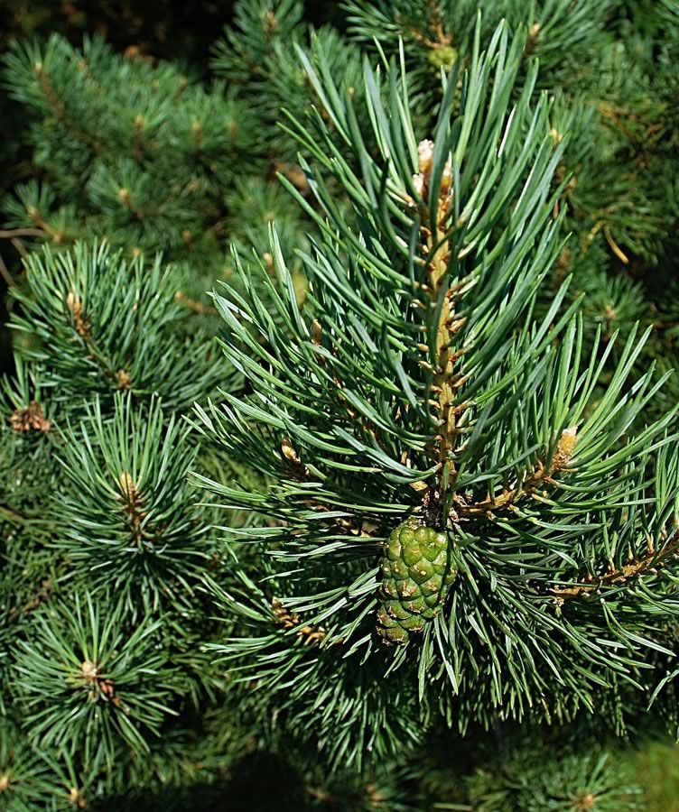 Pine Tree closeup