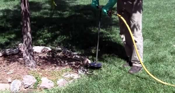 Tree Fertilization - Healthy Trees LLC